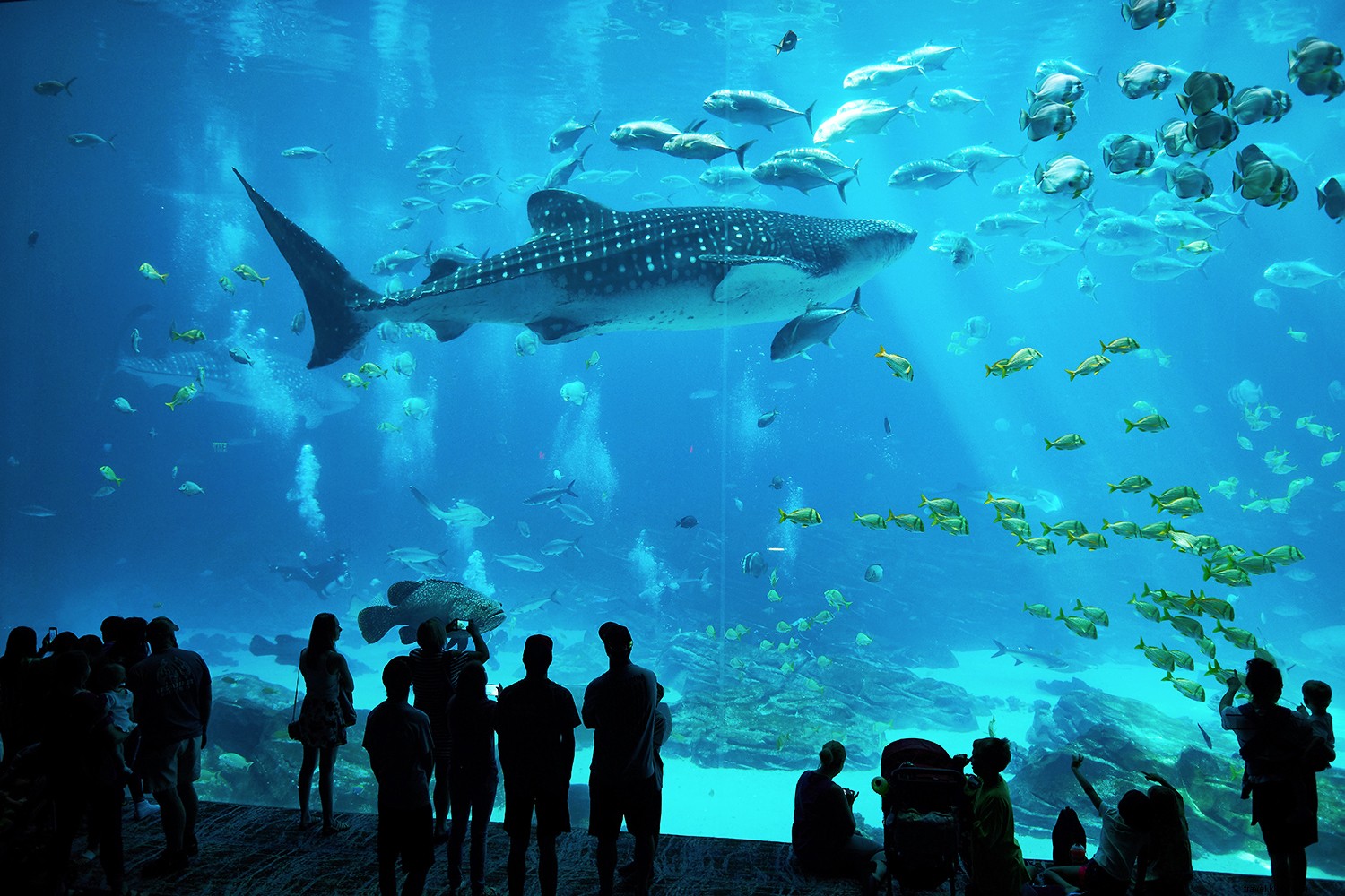 Les meilleurs aquariums des États-Unis 